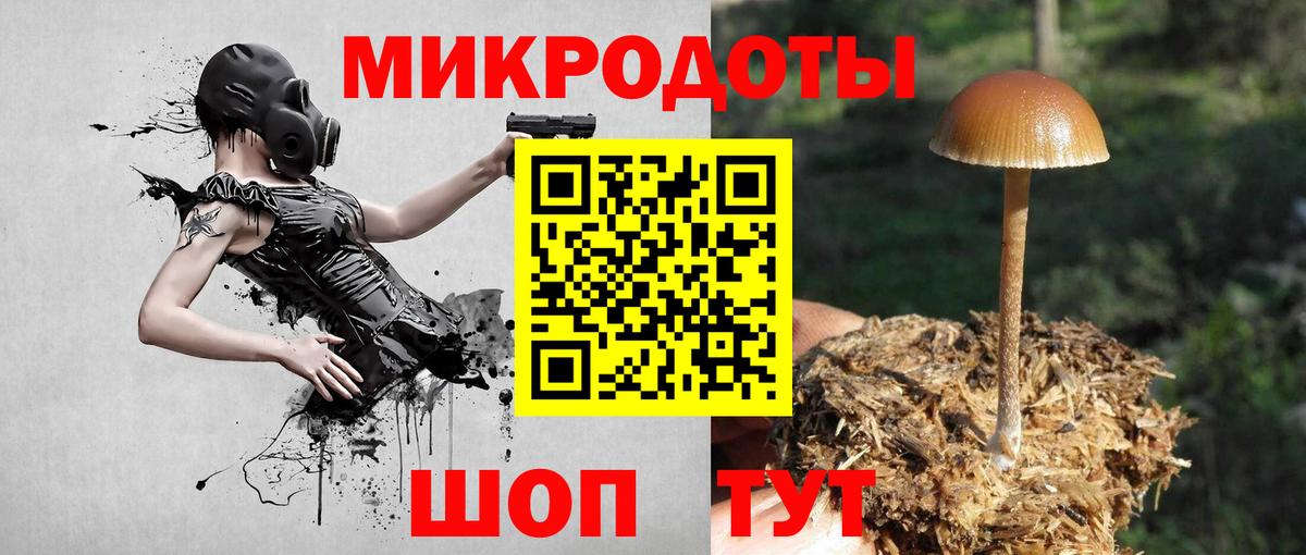 Галлюциногенные грибы Psilocybe Кандалакша